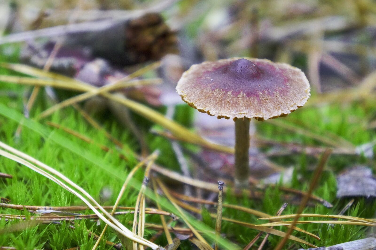 Sony Alpha a3000 + Sony E 18-55mm F3.5-5.6 OSS sample photo. Scaly, mushroom, green photography