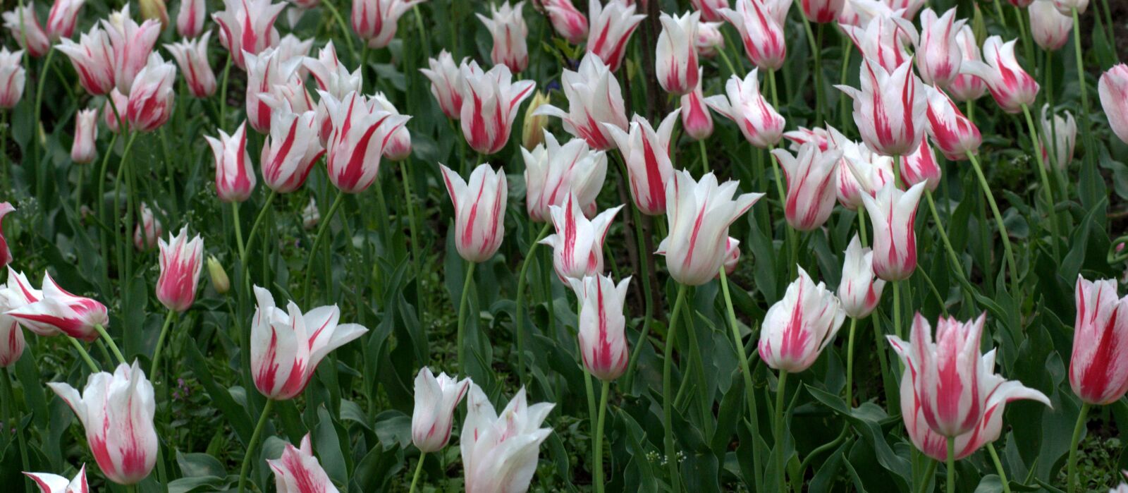 Canon EOS 450D (EOS Rebel XSi / EOS Kiss X2) sample photo. Tulips, flowers, supplies photography