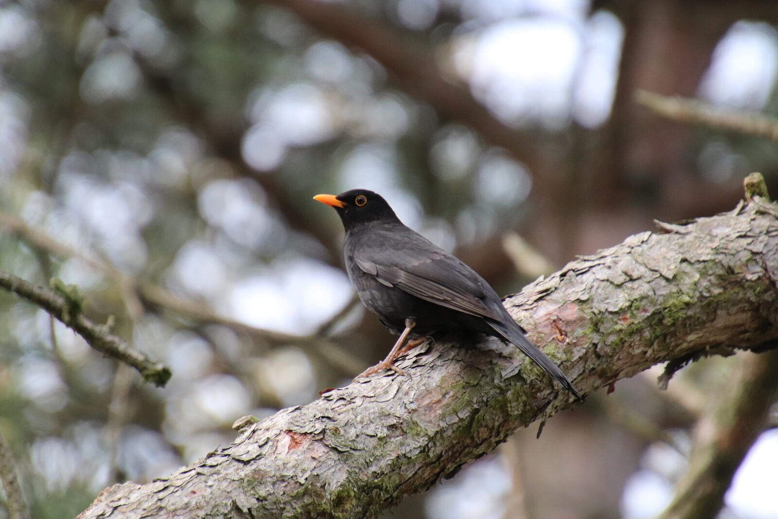 Canon EOS 800D (EOS Rebel T7i / EOS Kiss X9i) sample photo. Merle black, birds, perched photography