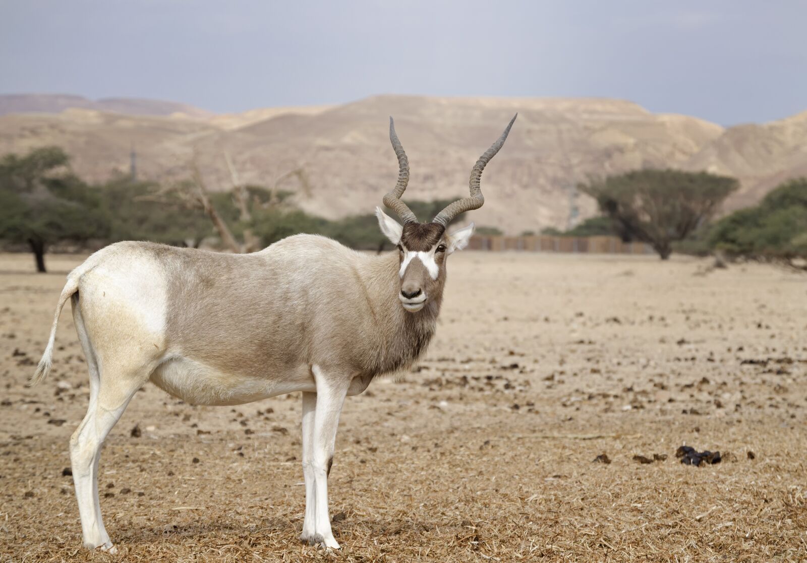 Nikon D5100 sample photo. Addax, negev, desert photography