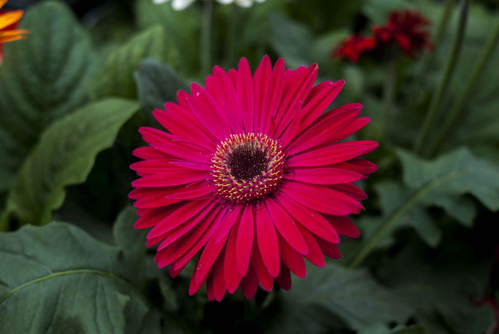 Nikon D60 sample photo. G rbela pink, flower photography