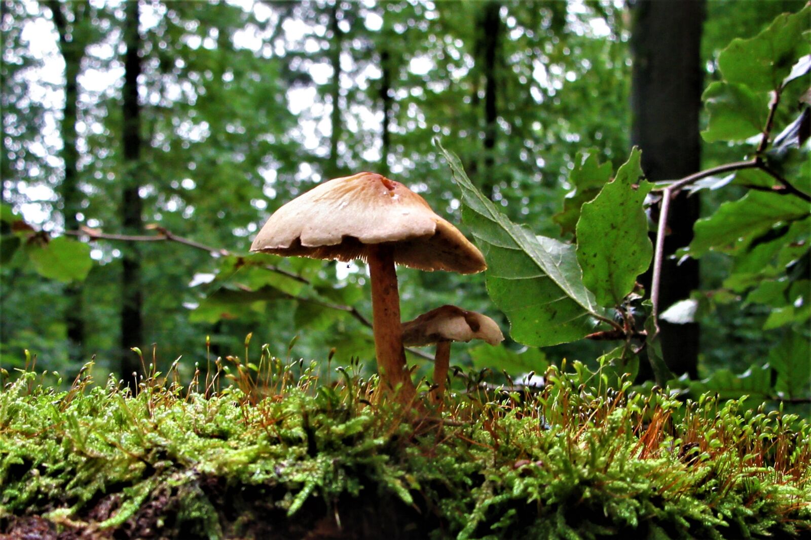 Canon PowerShot SX610 HS sample photo. Together, shelter, mushroom photography