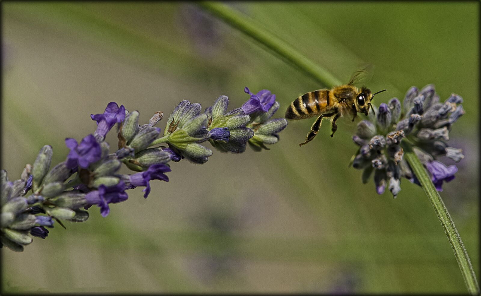Nikon D7000 sample photo. Lavender, bee, flower photography