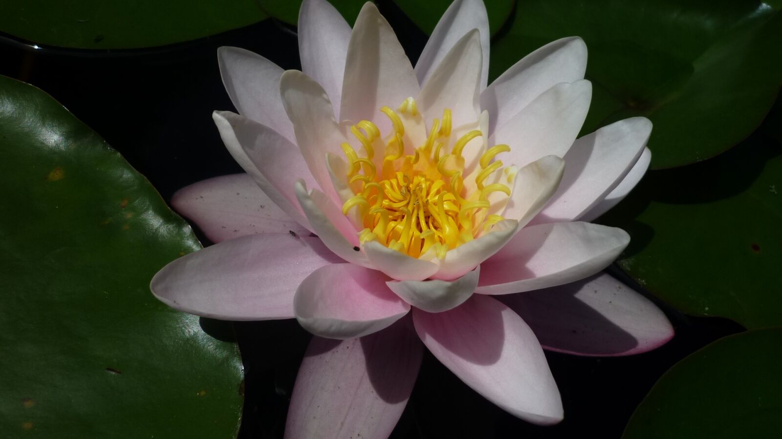 Panasonic Lumix DMC-FS6 sample photo. Water lily, nature, bright photography