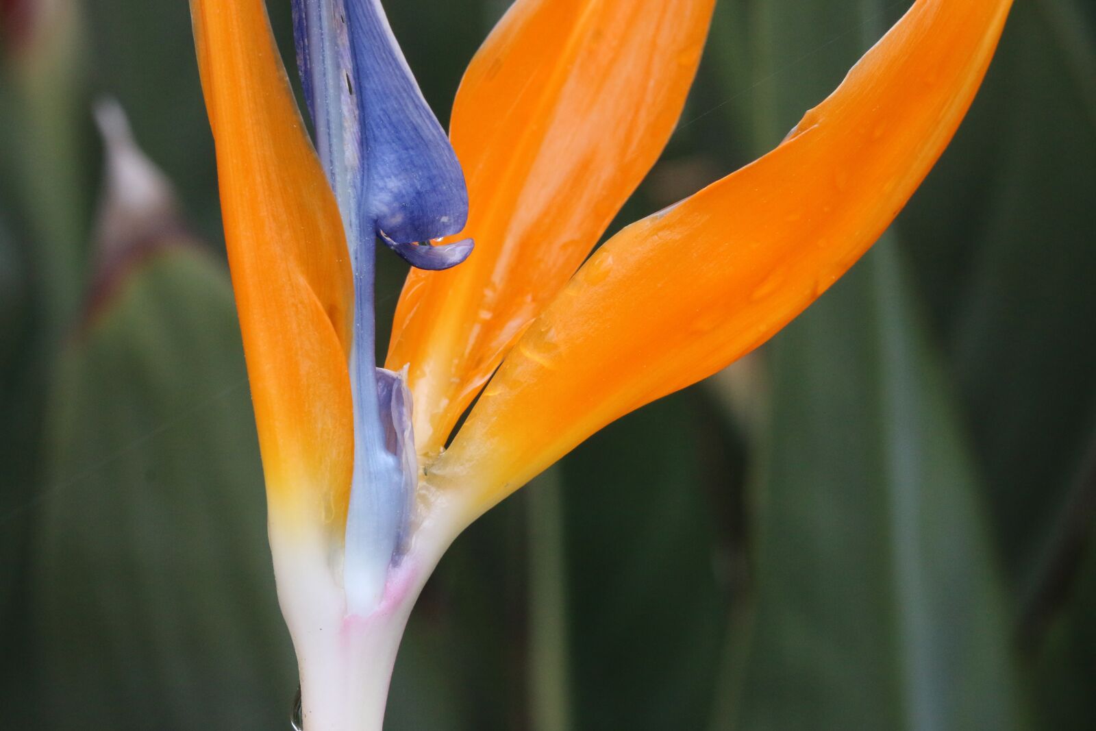 Canon EOS 70D + Canon EF 100mm F2.8 Macro USM sample photo. Orange, pink, flower photography