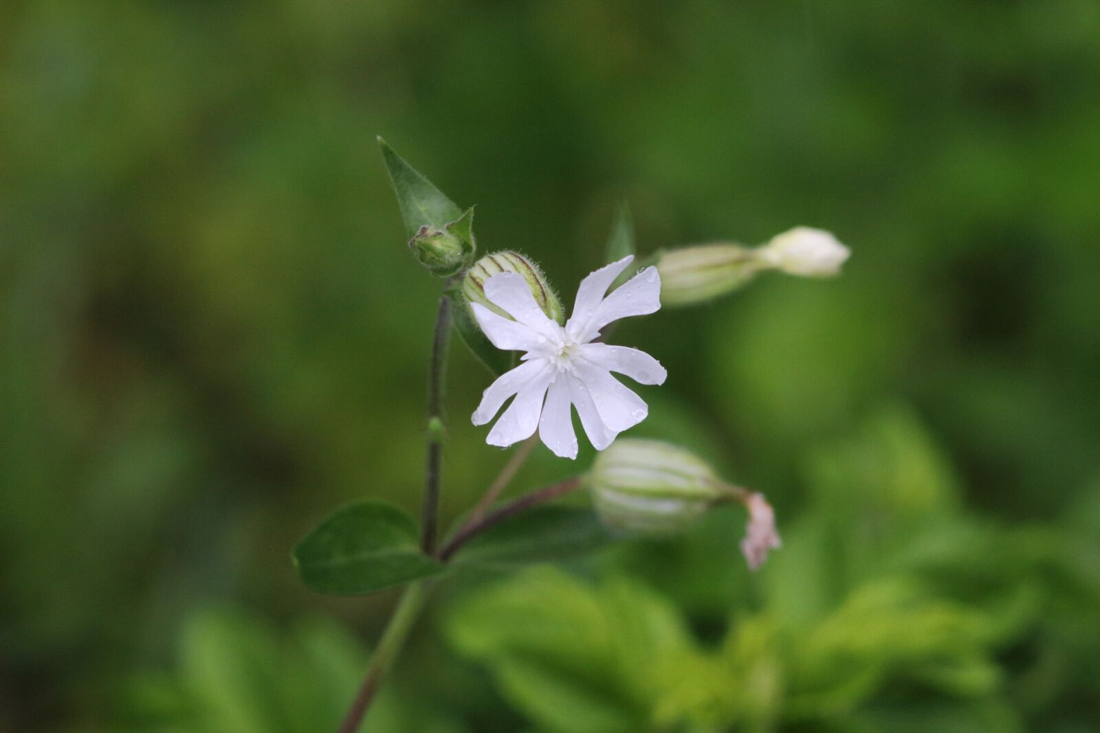 Canon EOS 1200D (EOS Rebel T5 / EOS Kiss X70 / EOS Hi) sample photo. Nature, plant, flower photography