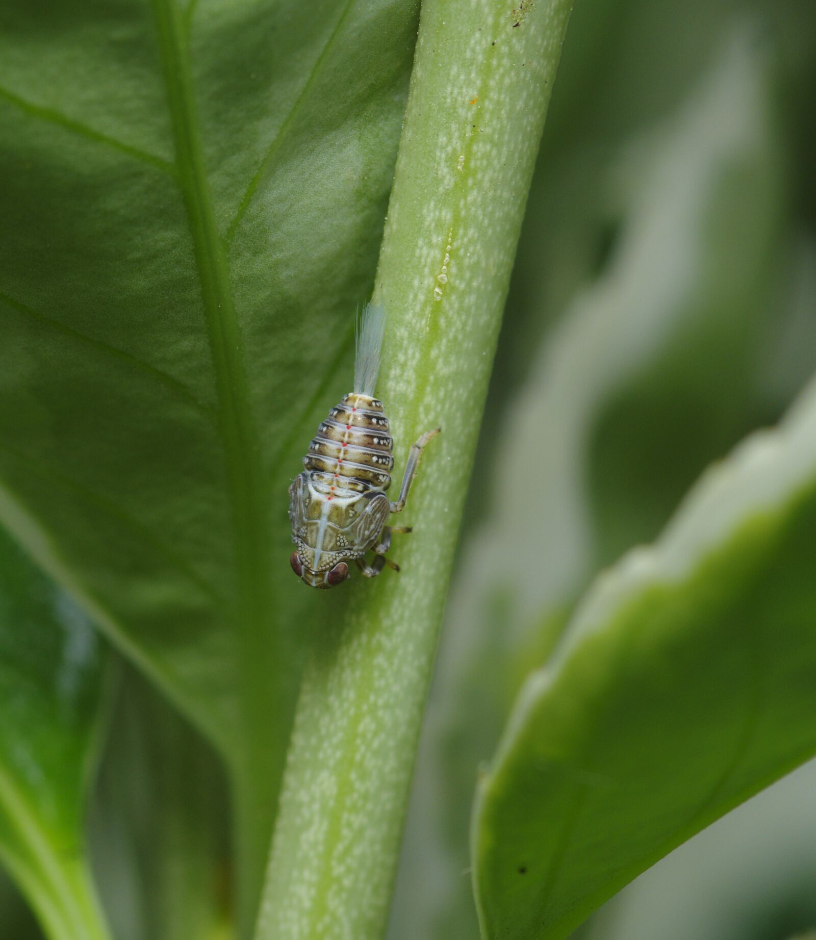 Pentax K-70 sample photo. Leafhopper, nymph, cuckoo spit photography