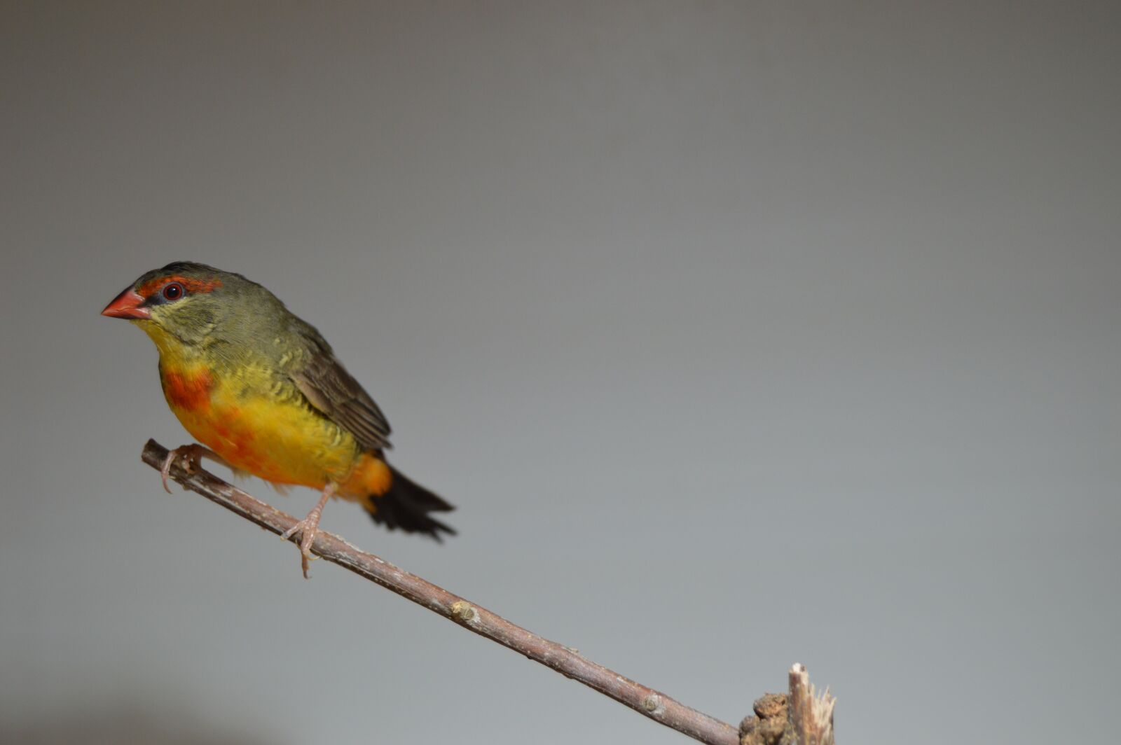 Nikon D3200 sample photo. Diamond bib, bird, ave photography