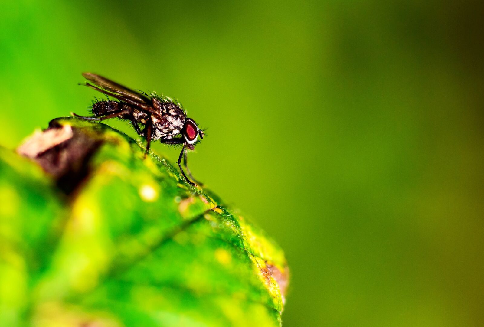 Tamron SP AF 60mm F2 Di II LD IF Macro sample photo. Fly, nature, insect photography