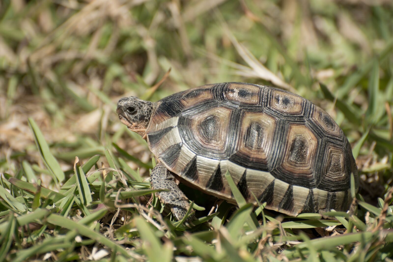 Nikon D7100 sample photo. Tortoise, reptile, reptiles photography