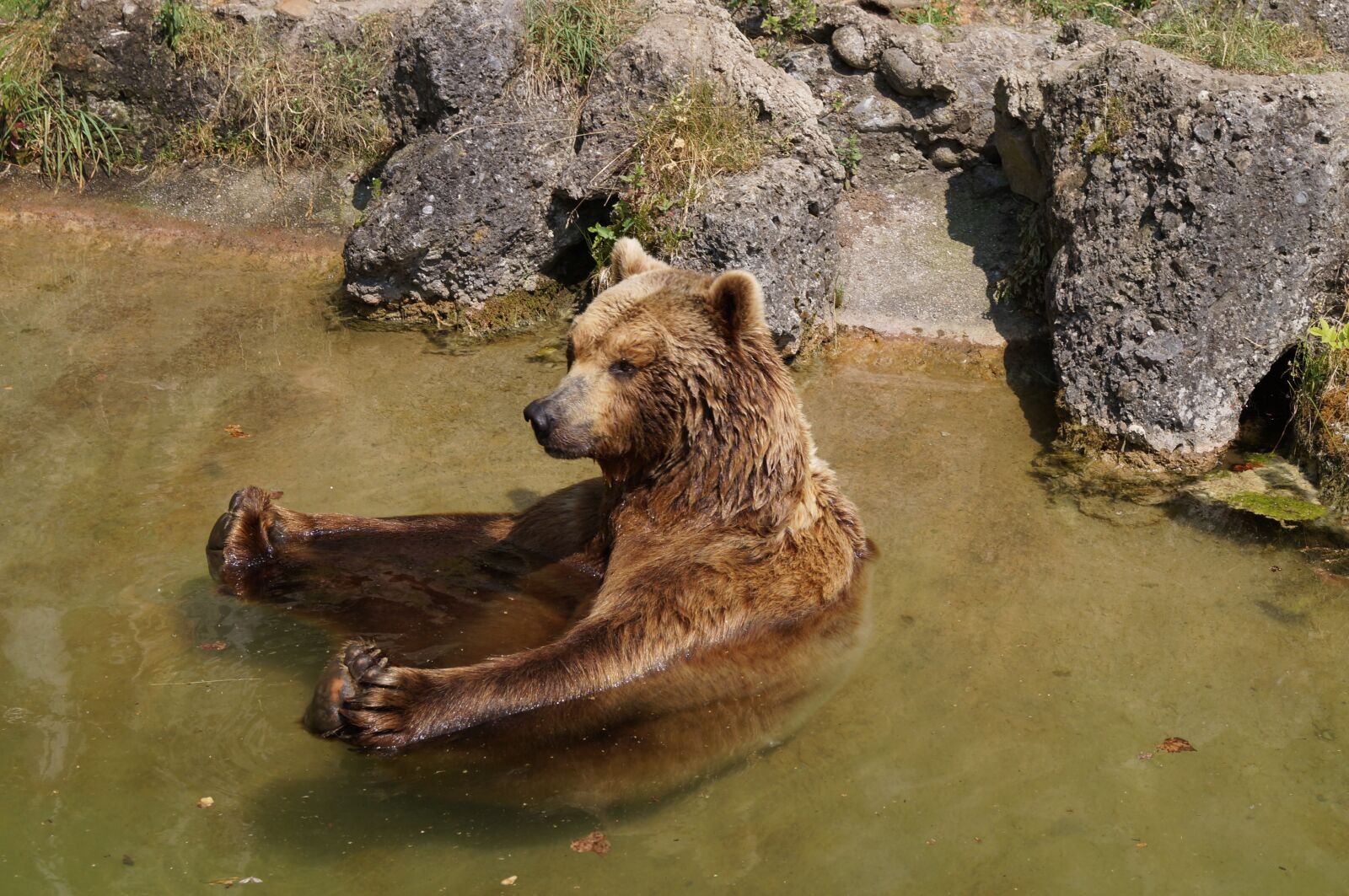 Sony SLT-A37 sample photo. Brown bear, bear, zoo photography