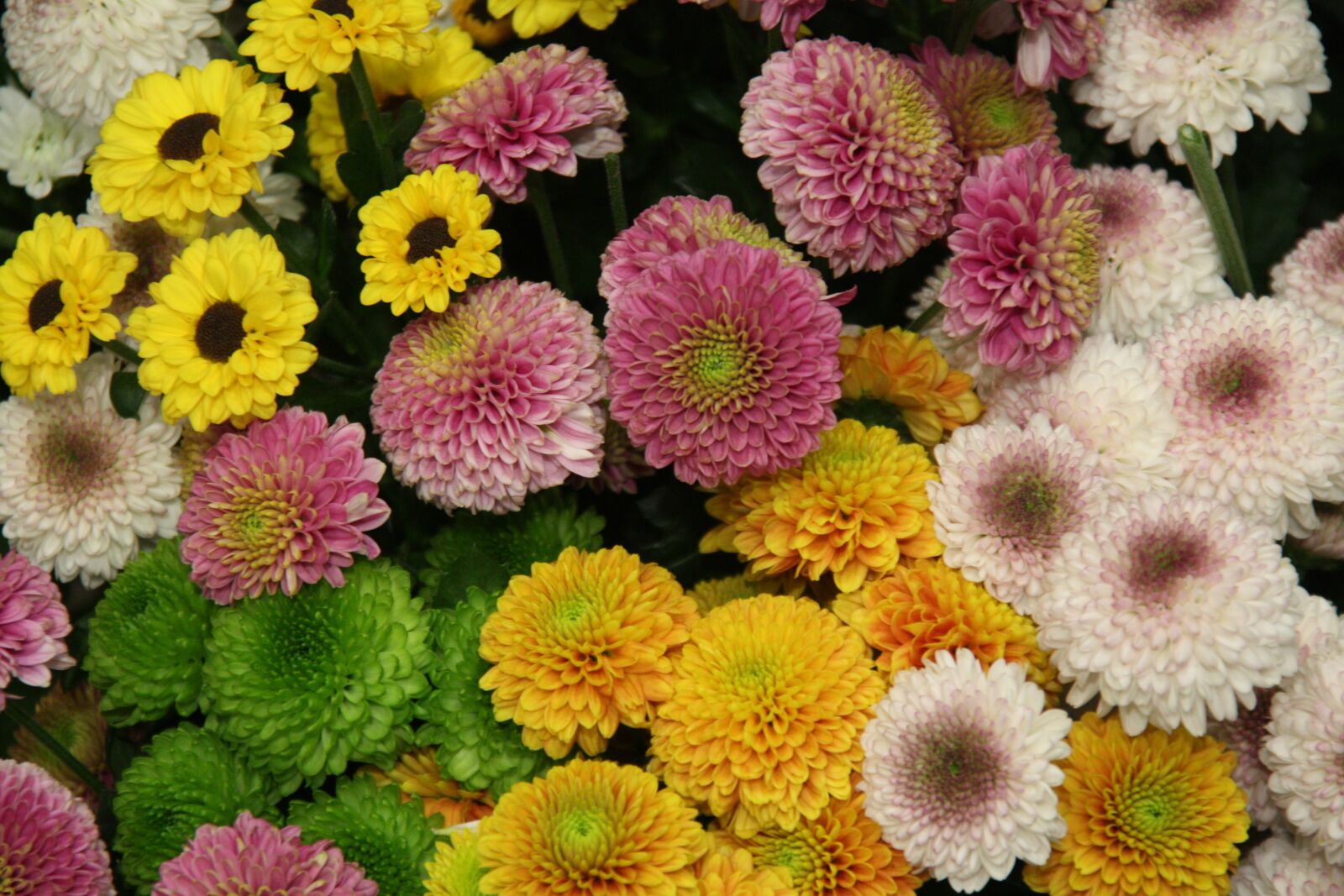 Canon EOS 450D (EOS Rebel XSi / EOS Kiss X2) sample photo. Santini, chrysanthemum, bloom photography