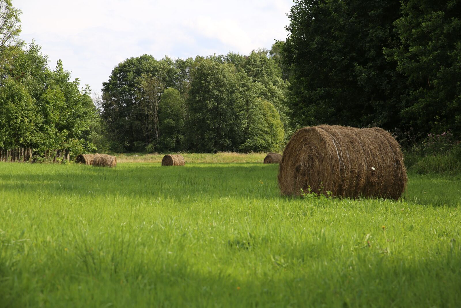 Canon EOS 6D sample photo. Meadow, grass, forest photography