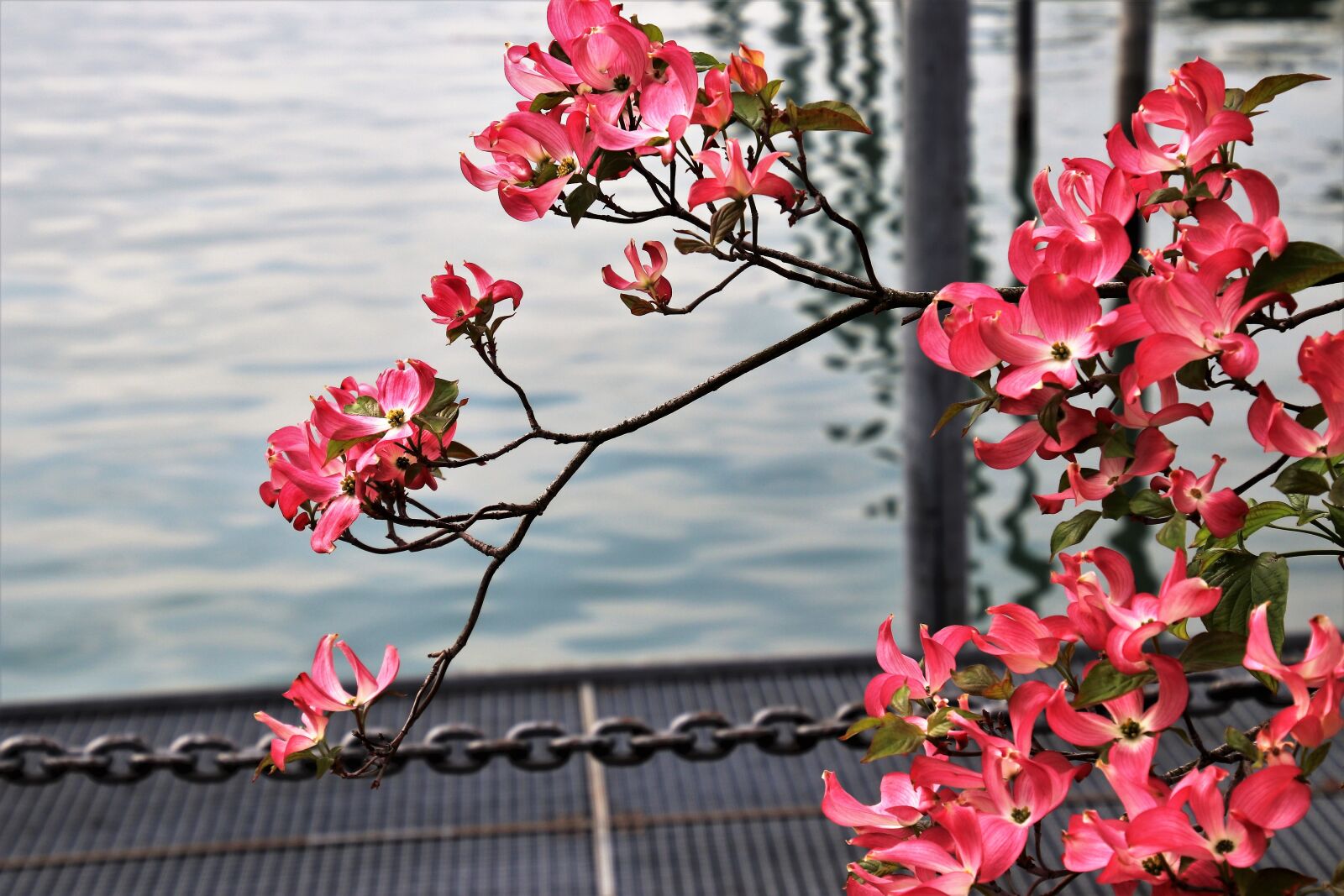 Canon EOS 80D sample photo. Flower, magnolia, nature photography