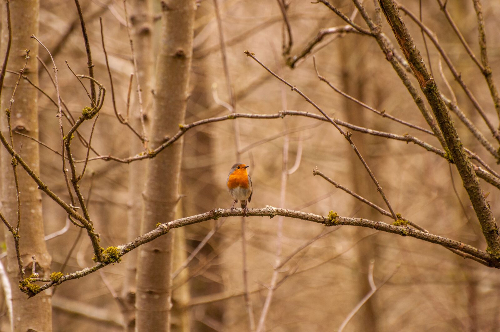 Nikon D5000 sample photo. Bird, nature, forest photography