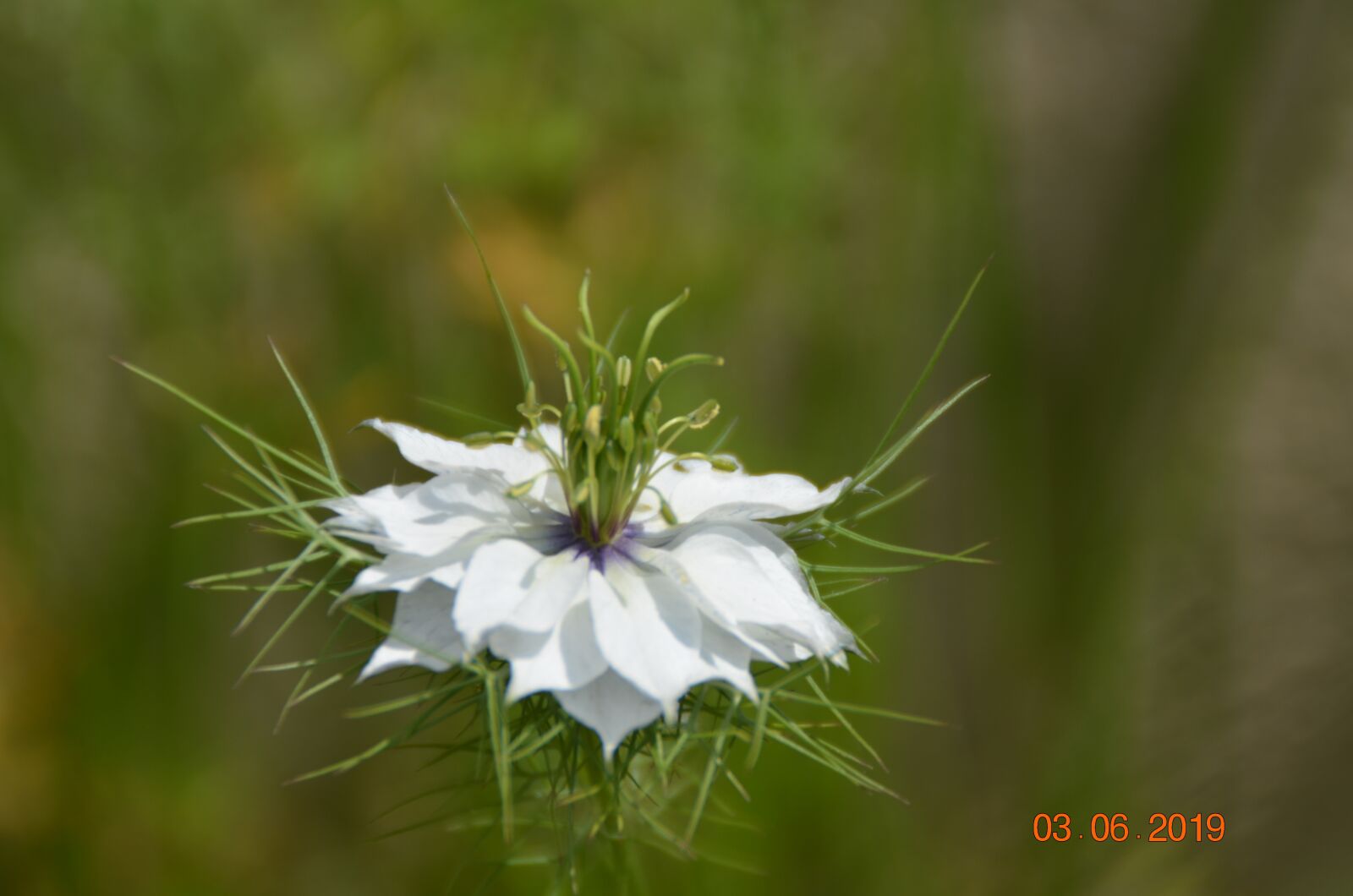 Nikon D5100 sample photo. Flower, nature, white photography