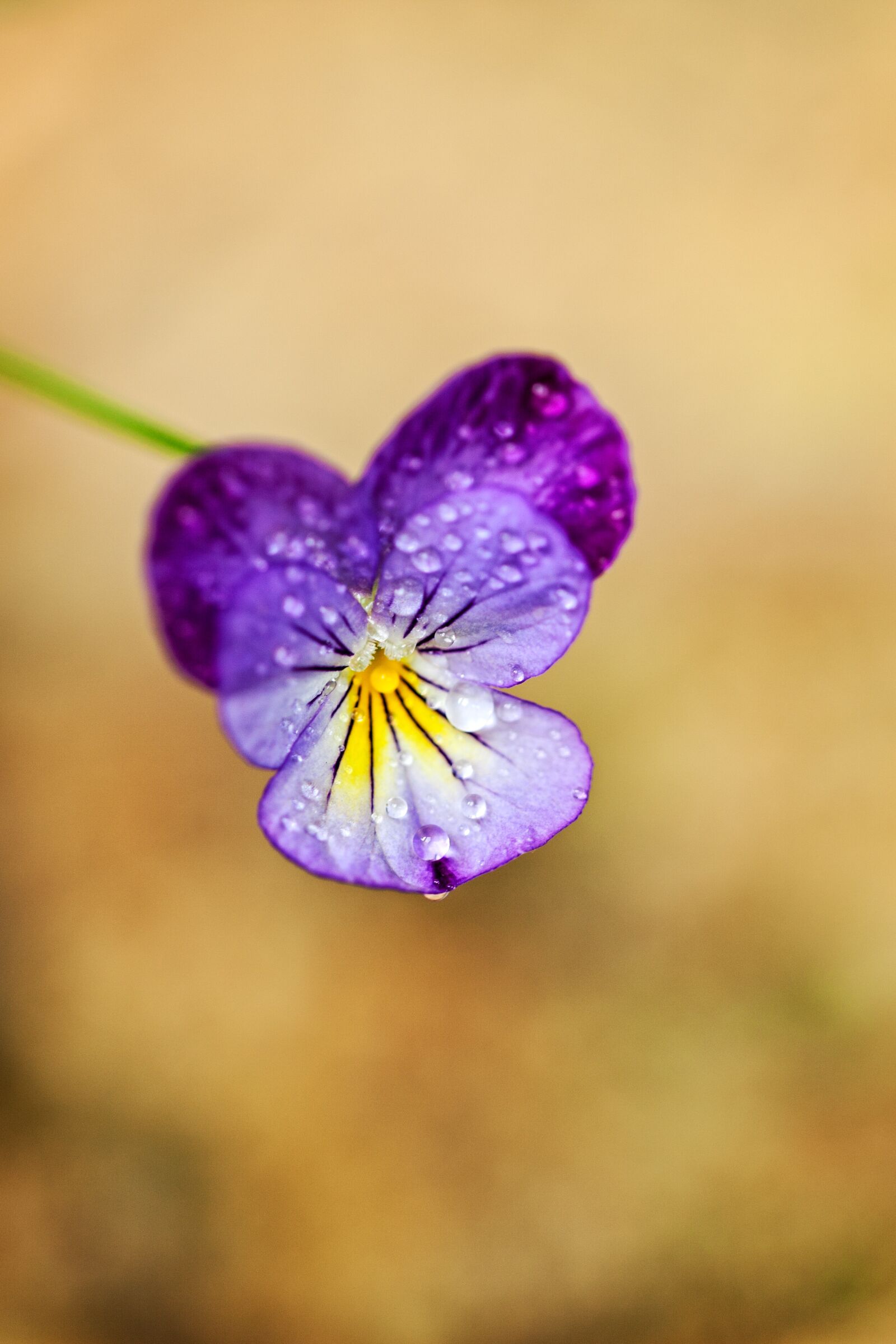 Canon EF 100mm F2.8L Macro IS USM sample photo. Macro, flower, tiny photography