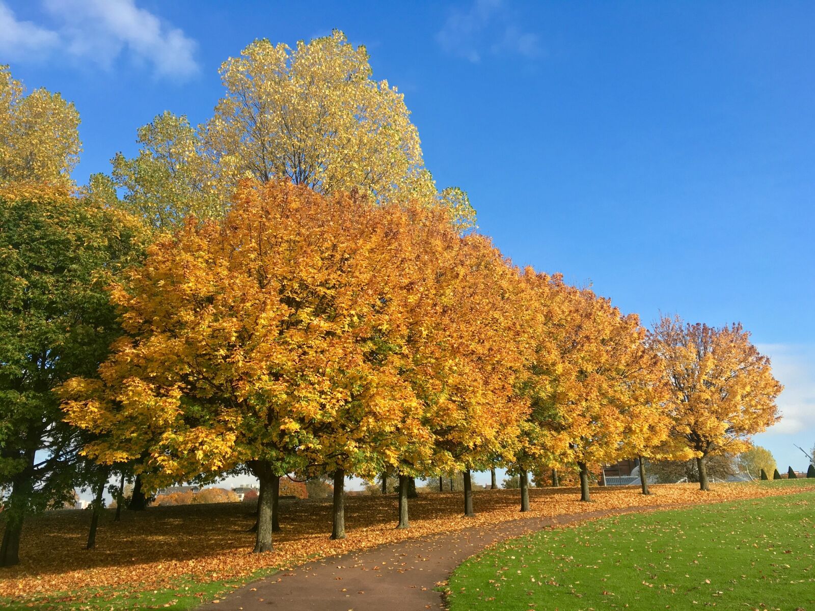 Apple iPhone 6s sample photo. Autumn, tree, glasgow photography