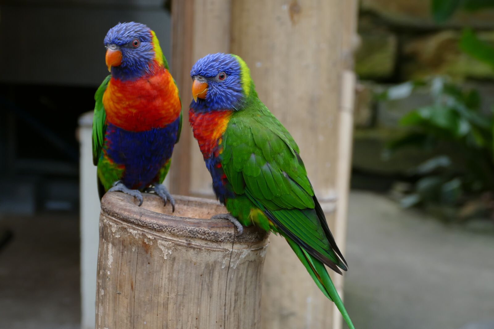 Panasonic Lumix DMC-FZ1000 sample photo. Lorikeet, bird, parrot photography