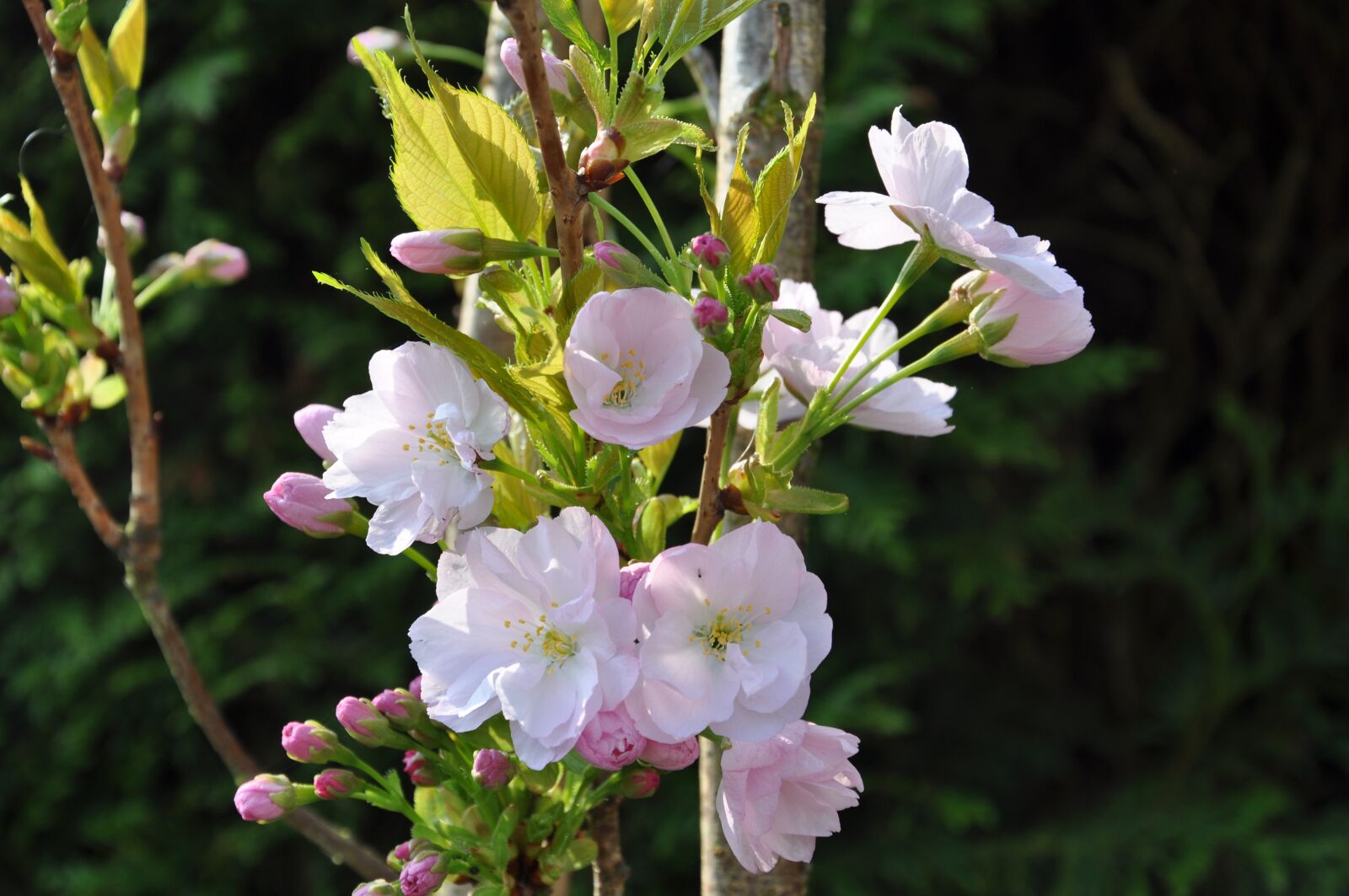 Nikon D90 sample photo. Pink, blossom, garden photography