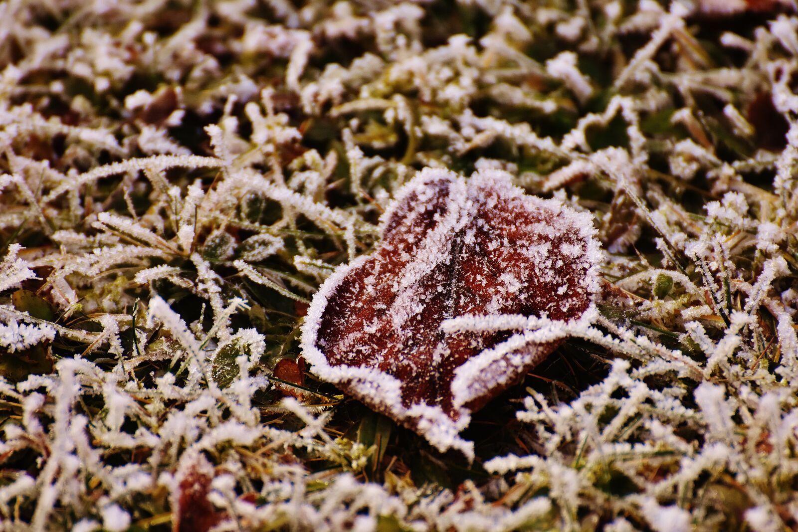Nikon D7200 sample photo. Leaves, winter, frost photography