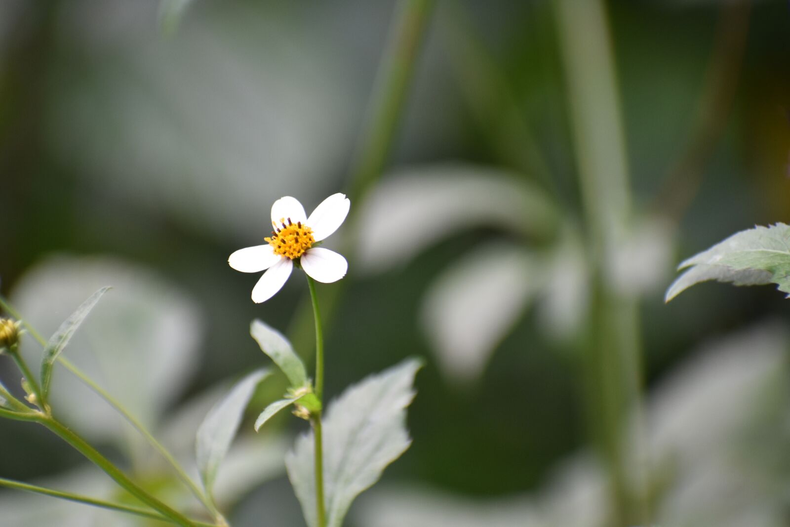 Nikon D3400 sample photo. Wildflower, while, beautiful photography