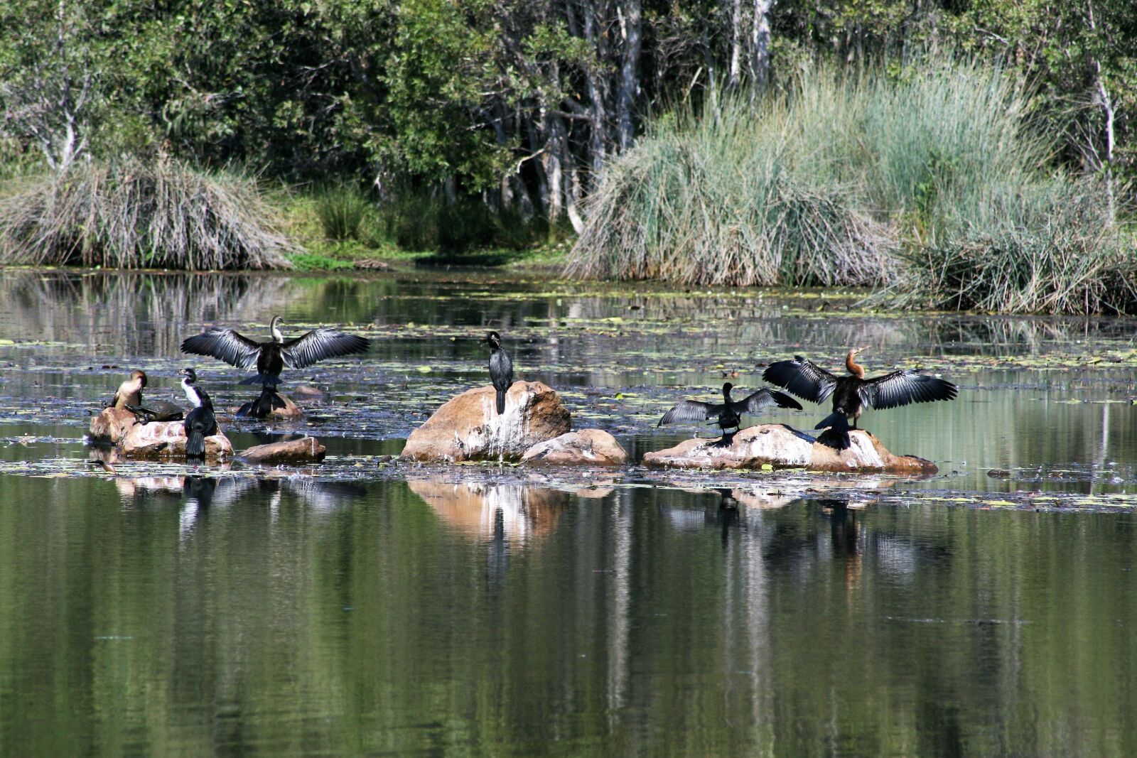 Canon EOS 400D (EOS Digital Rebel XTi / EOS Kiss Digital X) sample photo. Waterbirds, water, bird photography