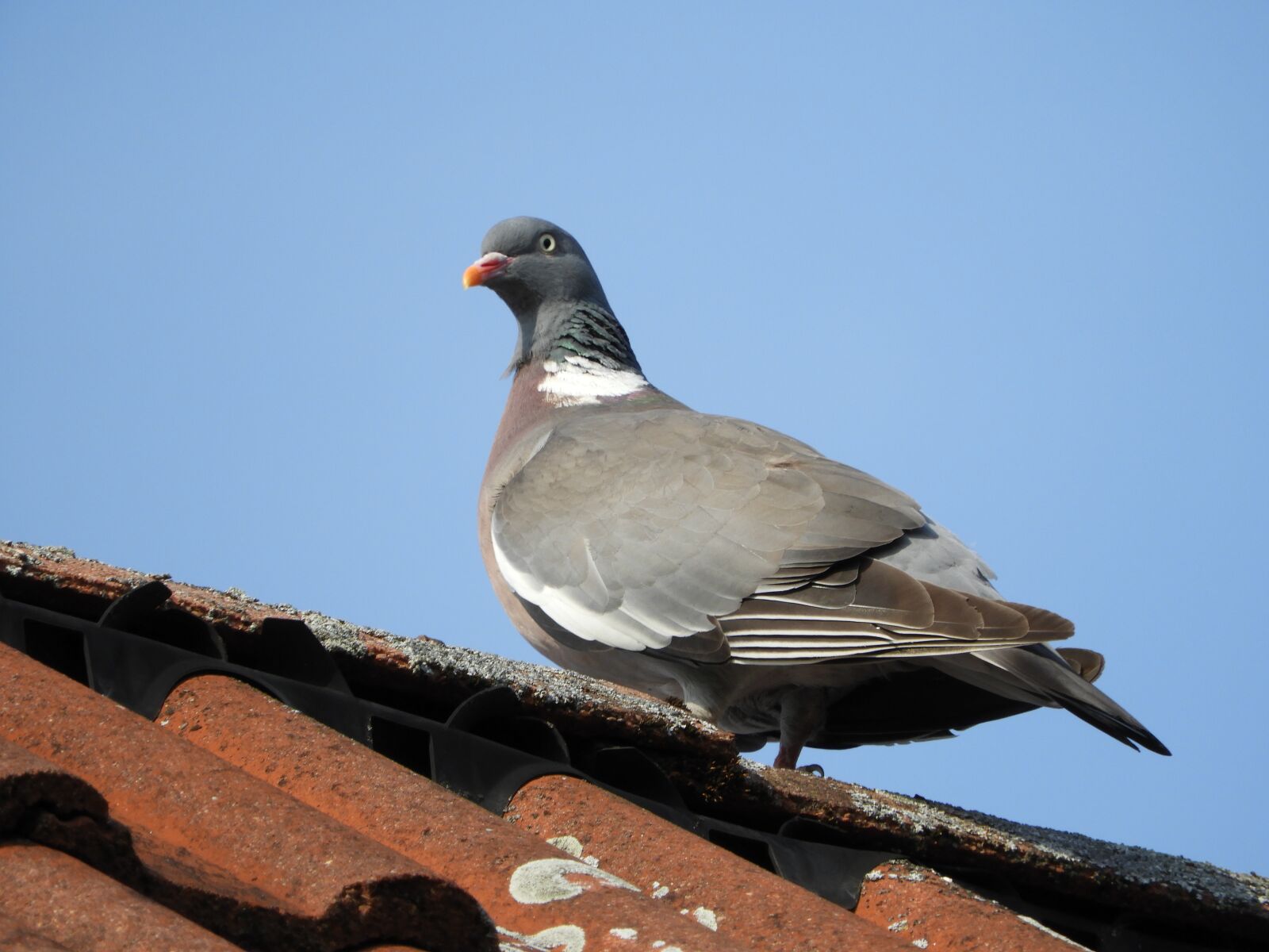 Nikon Coolpix B700 sample photo. Dove, roof, bird photography