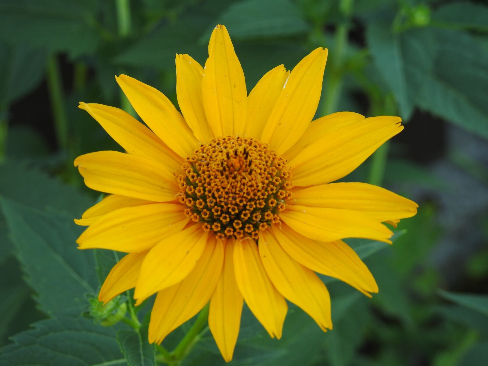 Nikon Coolpix P900 sample photo. Flower, yellow, garden photography