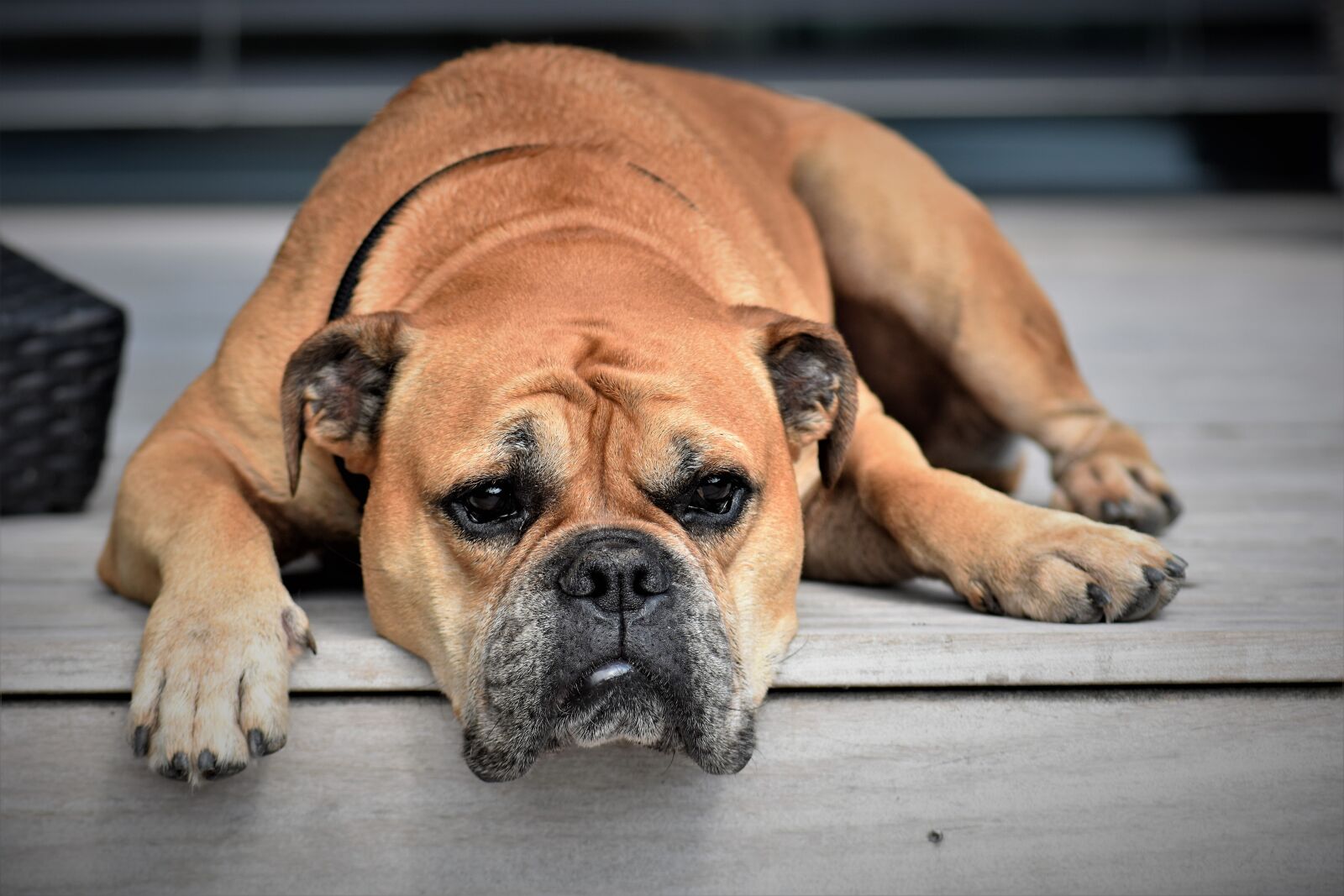 Nikon D5500 sample photo. Dog, animal, continental bulldog photography