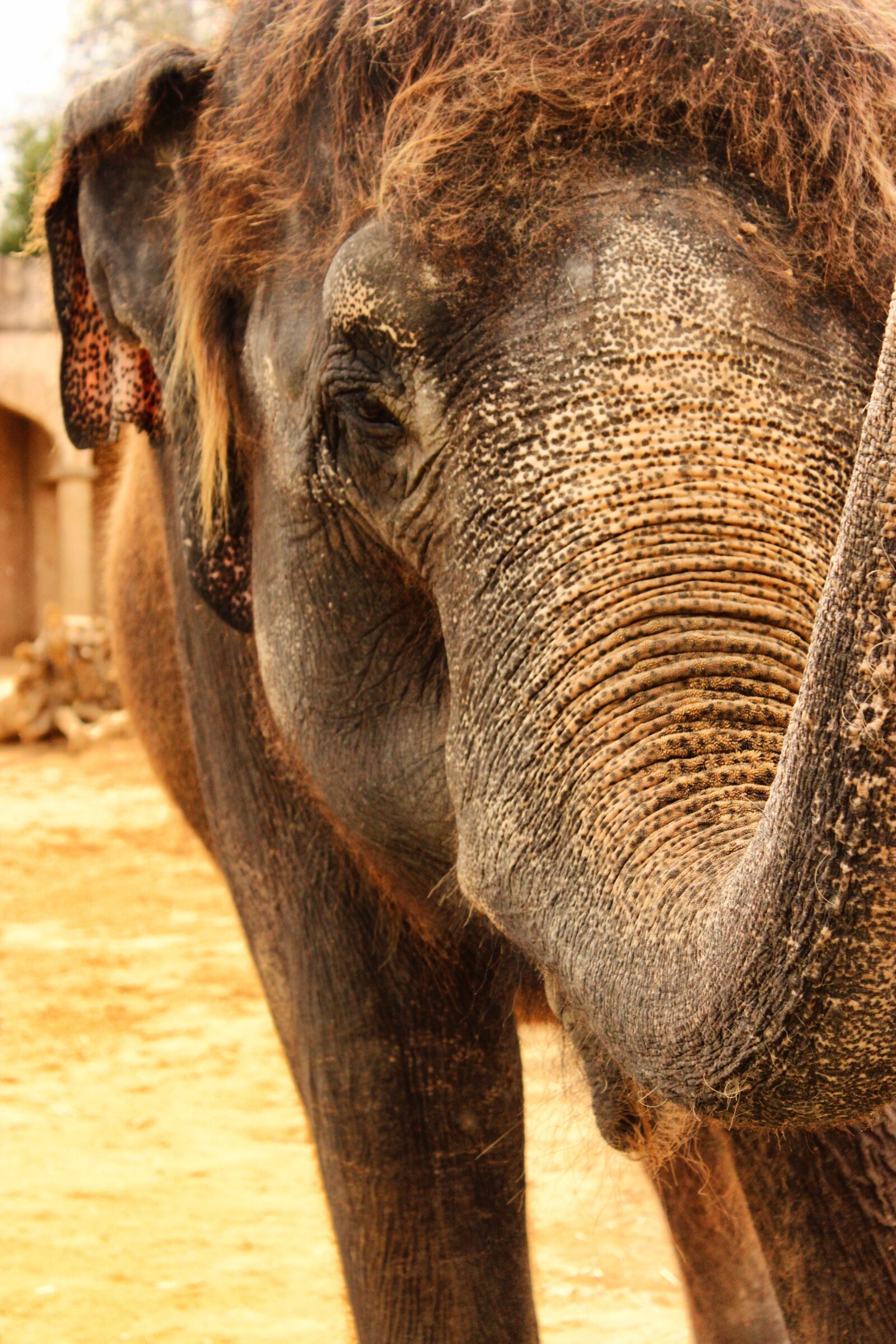 Canon EOS 600D (Rebel EOS T3i / EOS Kiss X5) sample photo. Elephant, india, animal photography