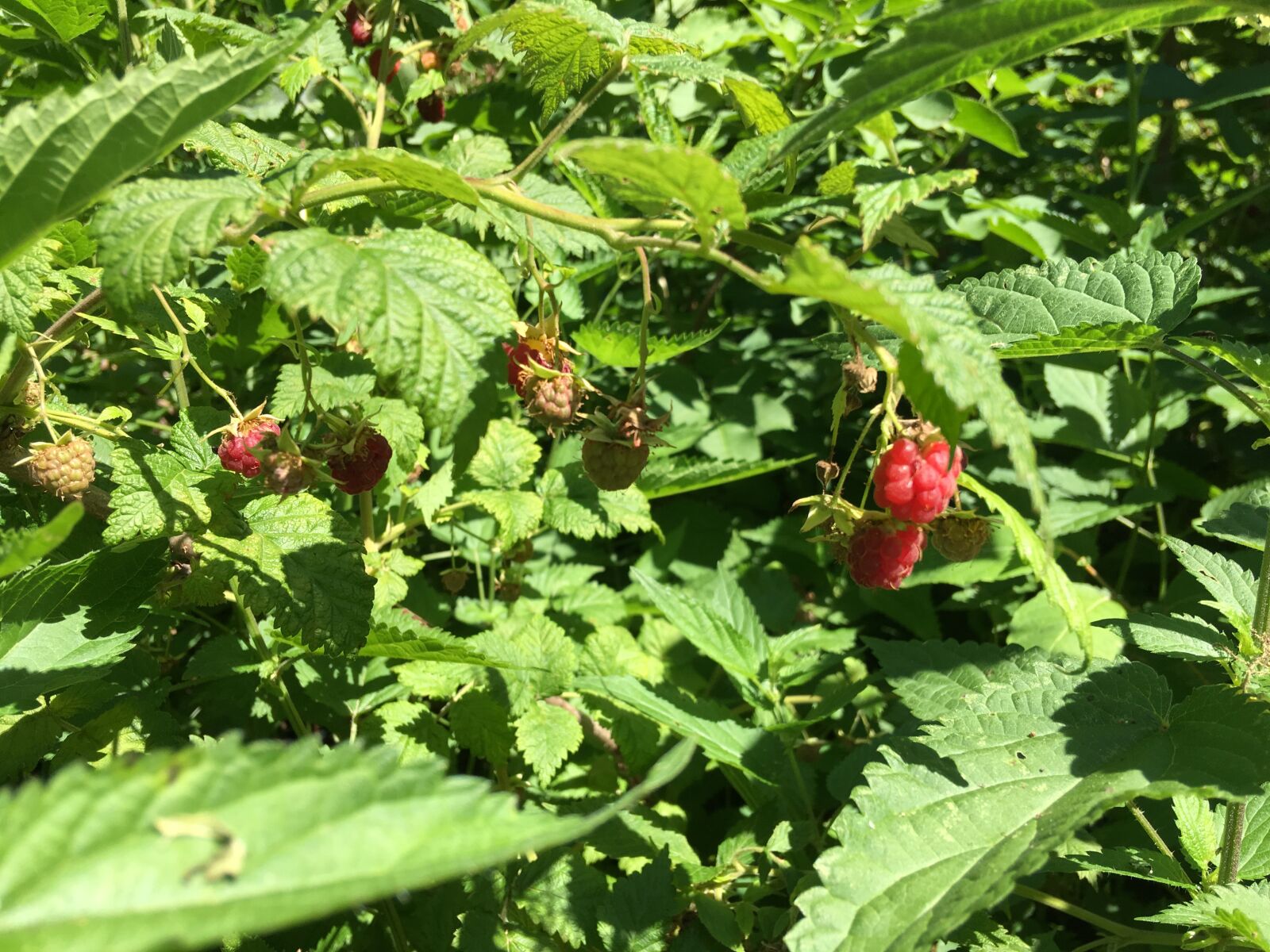 iPhone SE back camera 4.15mm f/2.2 sample photo. Raspberry, berry, vitamins photography