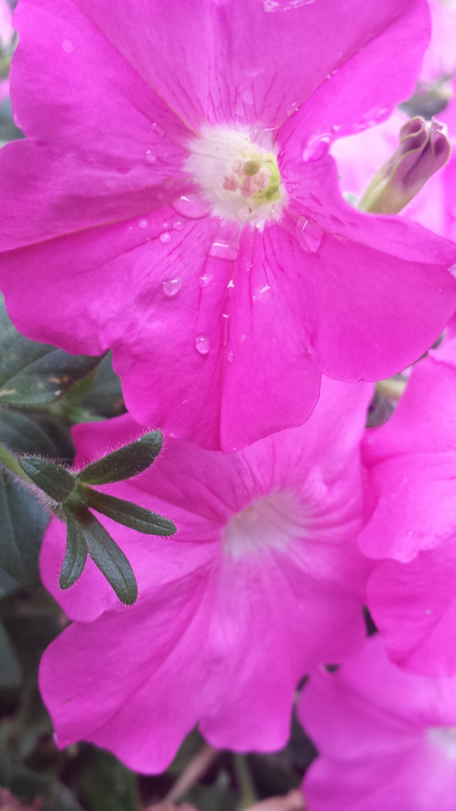 Samsung Galaxy S4 sample photo. Poppy, flower, bloom photography