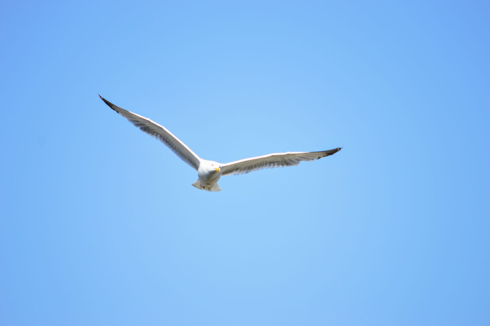 Nikon D3200 sample photo. Seagull, fly, sky photography
