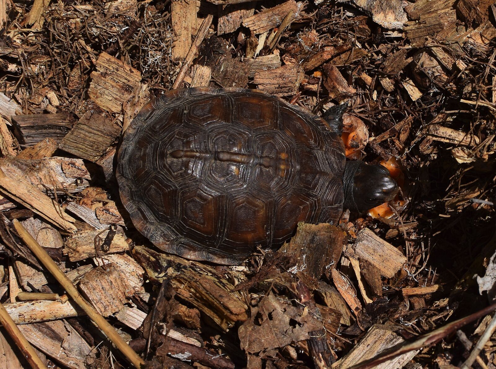 Nikon D3300 sample photo. Eastern box turtle in photography