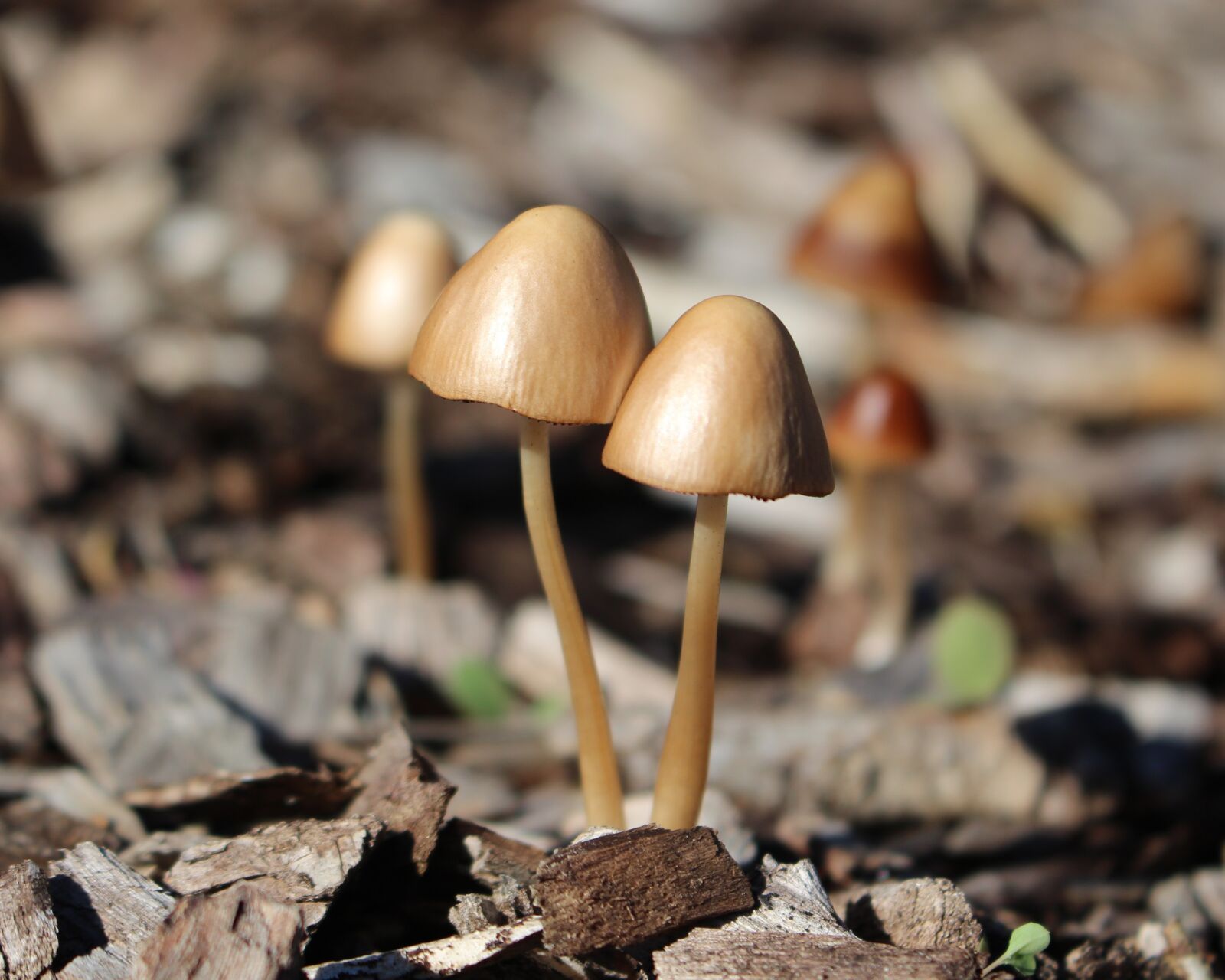 Canon EOS 700D (EOS Rebel T5i / EOS Kiss X7i) sample photo. Mushrooms, toadstools, fungi photography