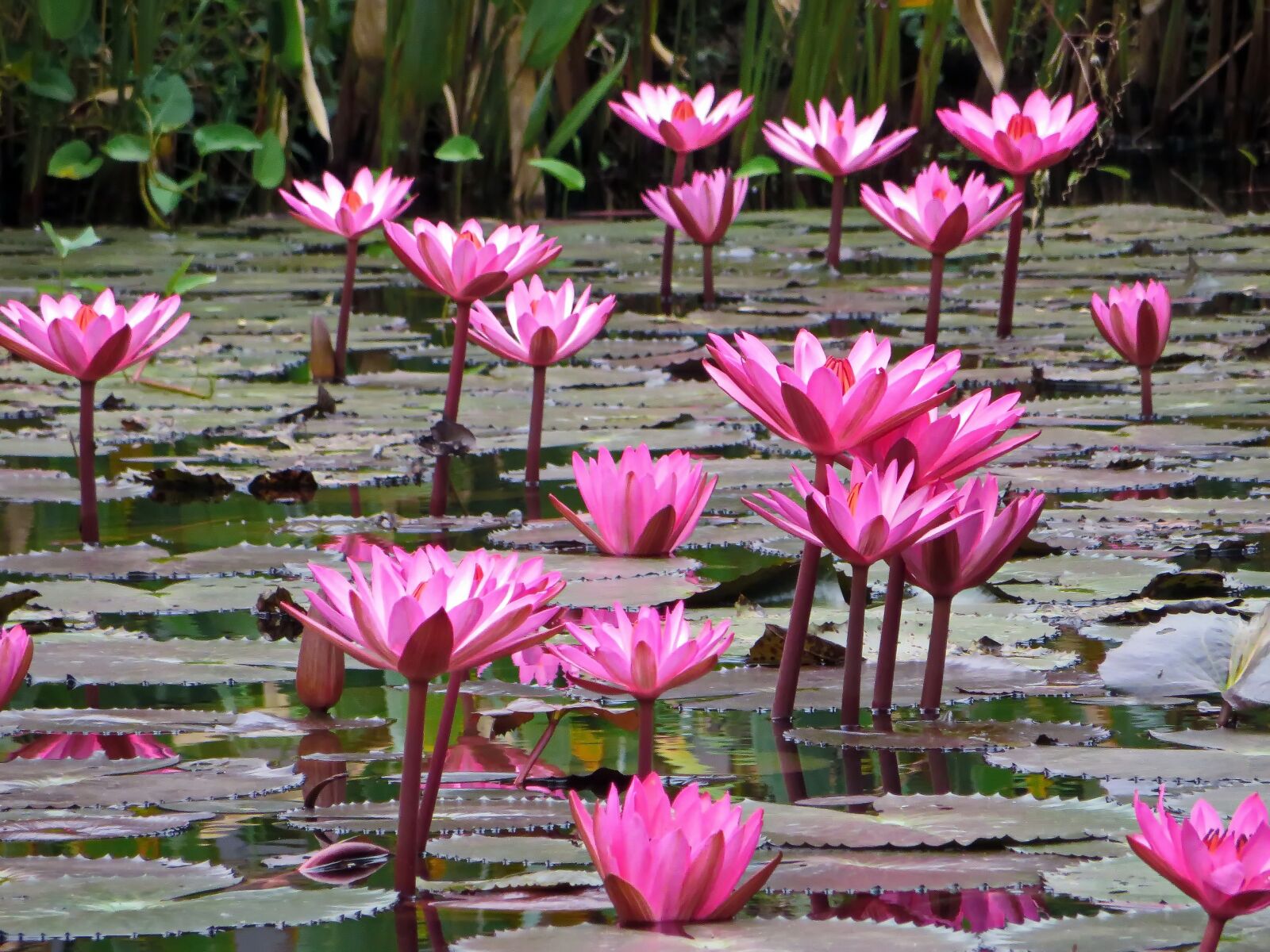 Canon PowerShot SX270 HS sample photo. Laos, lotus, pink photography