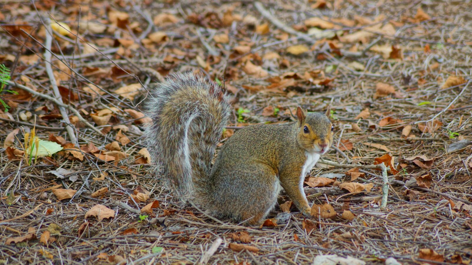 Sony SLT-A77 + Sony DT 55-200mm F4-5.6 SAM sample photo. Squirrel, ibm, rtp photography