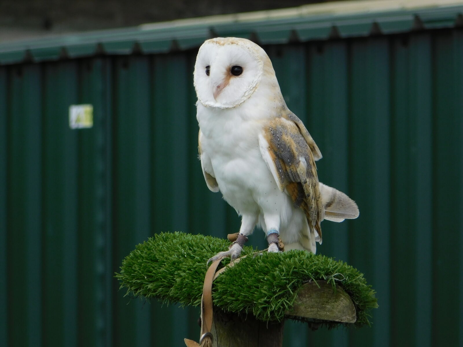 Nikon Coolpix B500 sample photo. Barn, owl photography