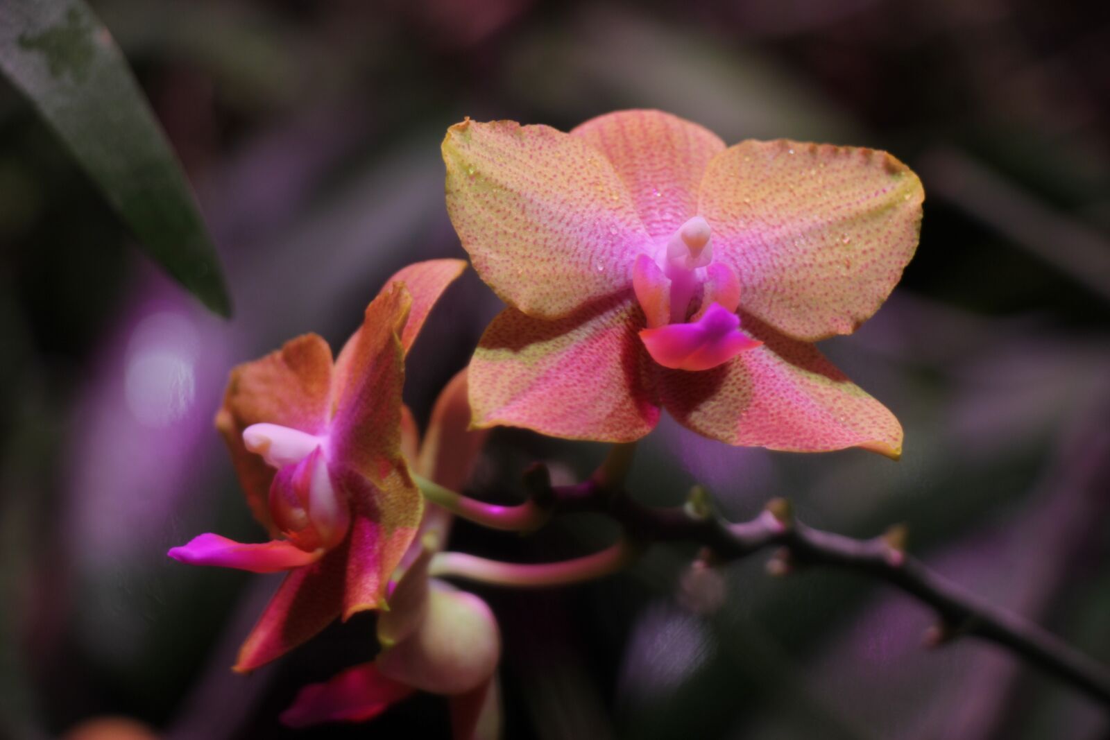 Canon EOS 550D (EOS Rebel T2i / EOS Kiss X4) sample photo. Orchid, flower garden, flowers photography