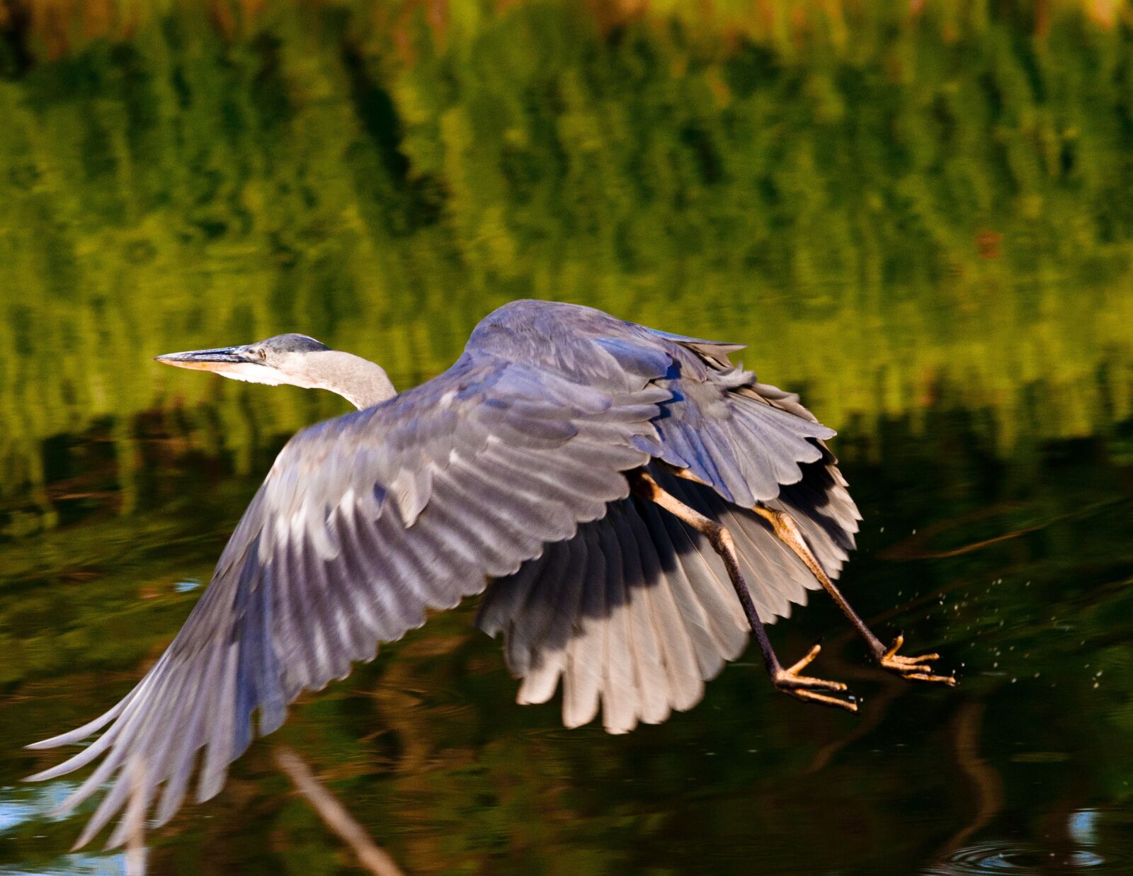 Nikon D90 sample photo. Heron, blue heron, flying photography