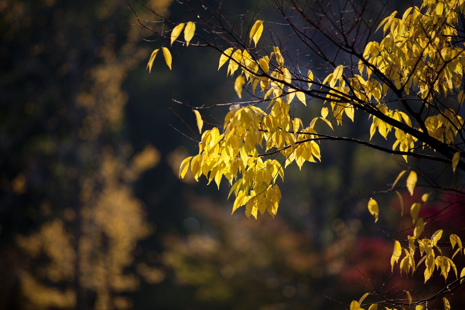 Canon EOS 5D sample photo. Autumn leaves, autumn, leaves photography