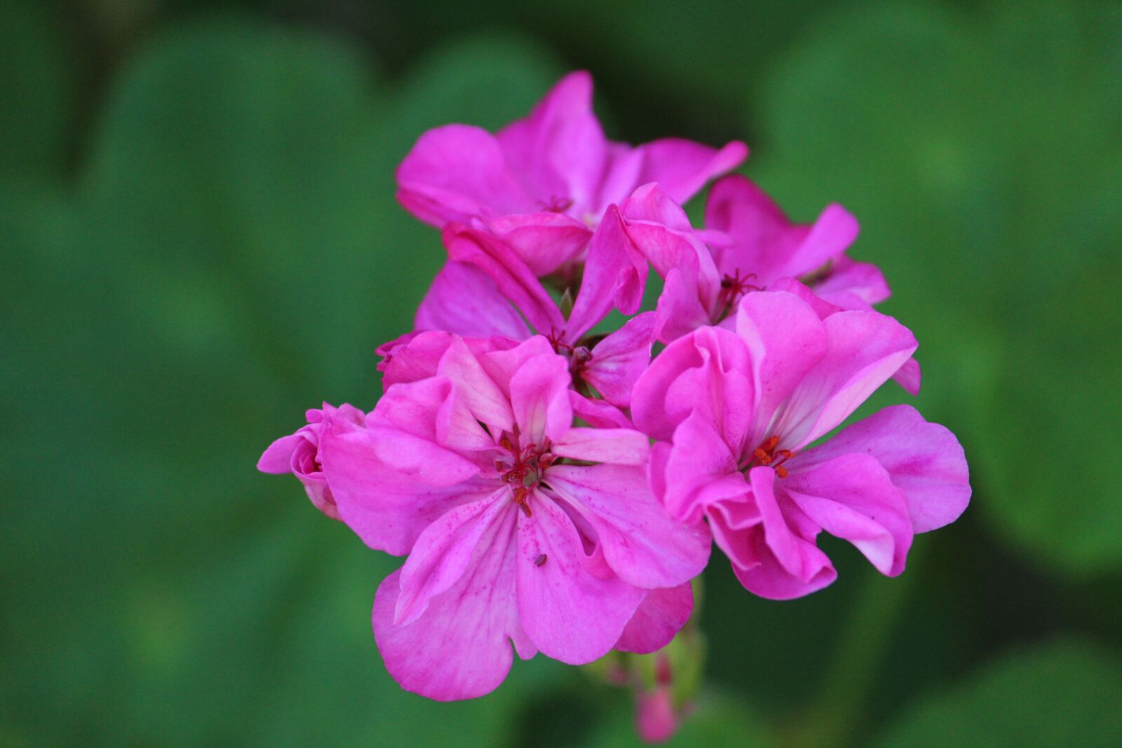 Canon EOS 1300D (EOS Rebel T6 / EOS Kiss X80) sample photo. Flower, garden, nature photography