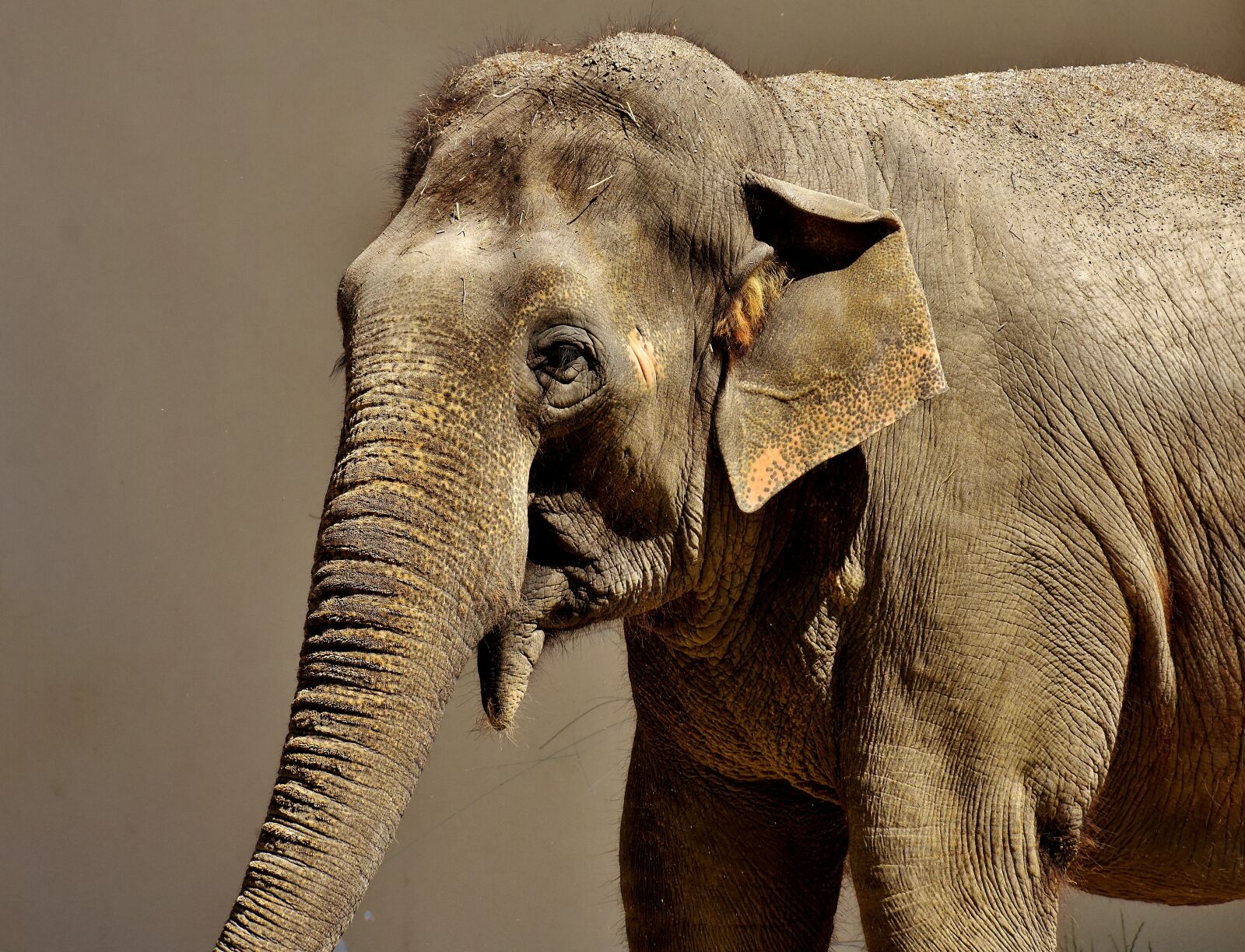 Nikon D7200 sample photo. Elephant, pachyderm, animal photography