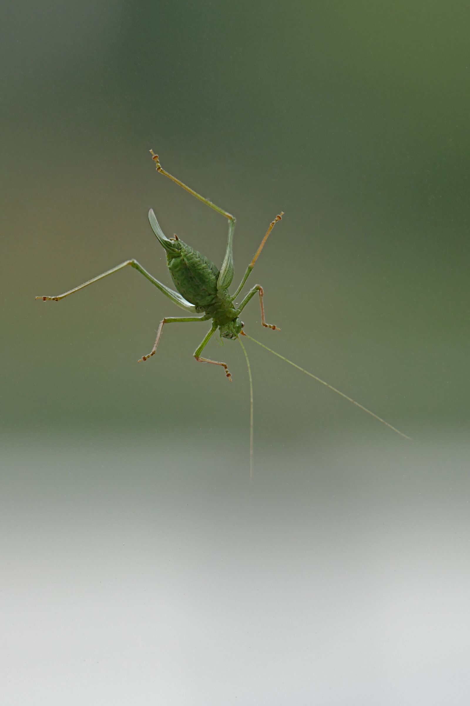 Panasonic Lumix DMC-FZ1000 sample photo. Gomphocerinae, grasshopper, field grasshopper photography
