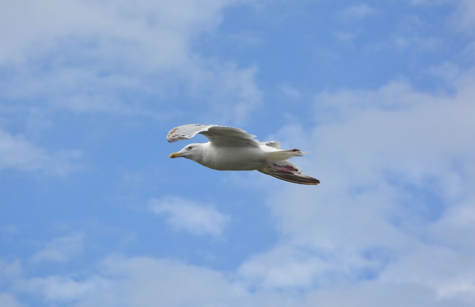 Nikon D5200 sample photo. Gull, seagull, bird photography