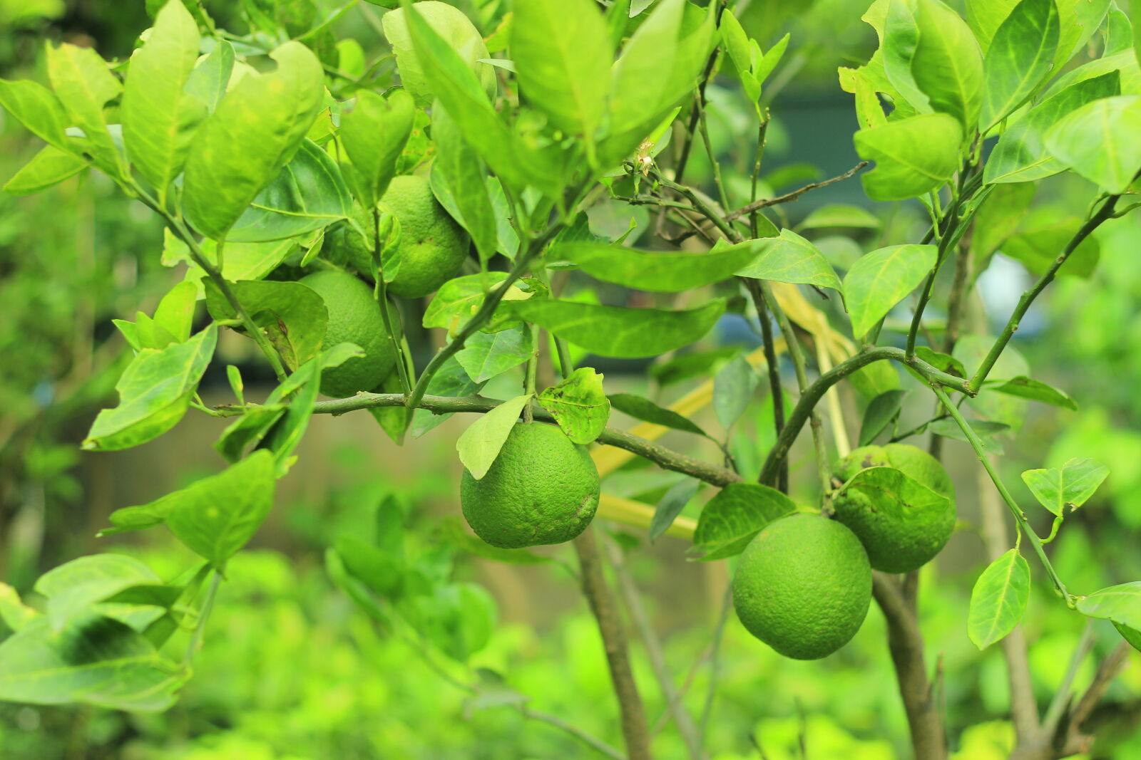 Canon EOS 600D (Rebel EOS T3i / EOS Kiss X5) + Canon EF 50mm F1.8 II sample photo. Fruit, greens, orange, sunkist photography