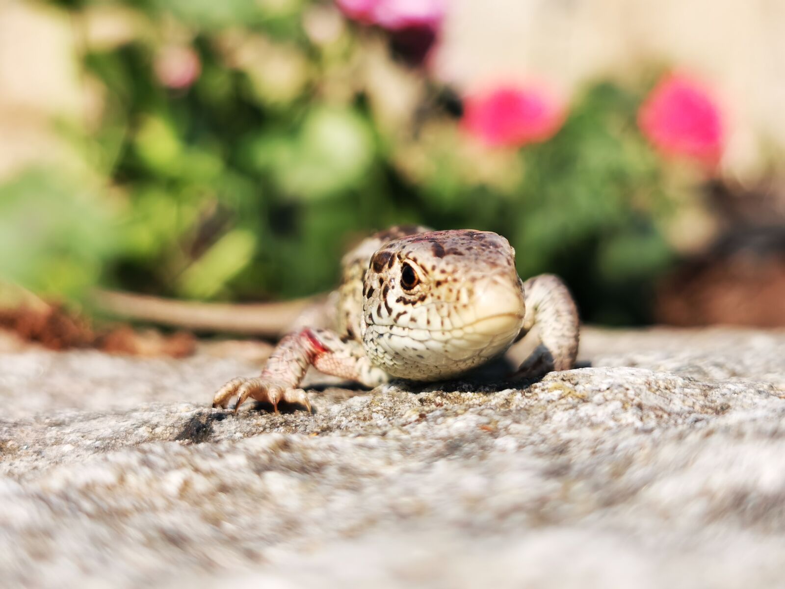HUAWEI P30 Pro sample photo. Lizard, wall, stone photography