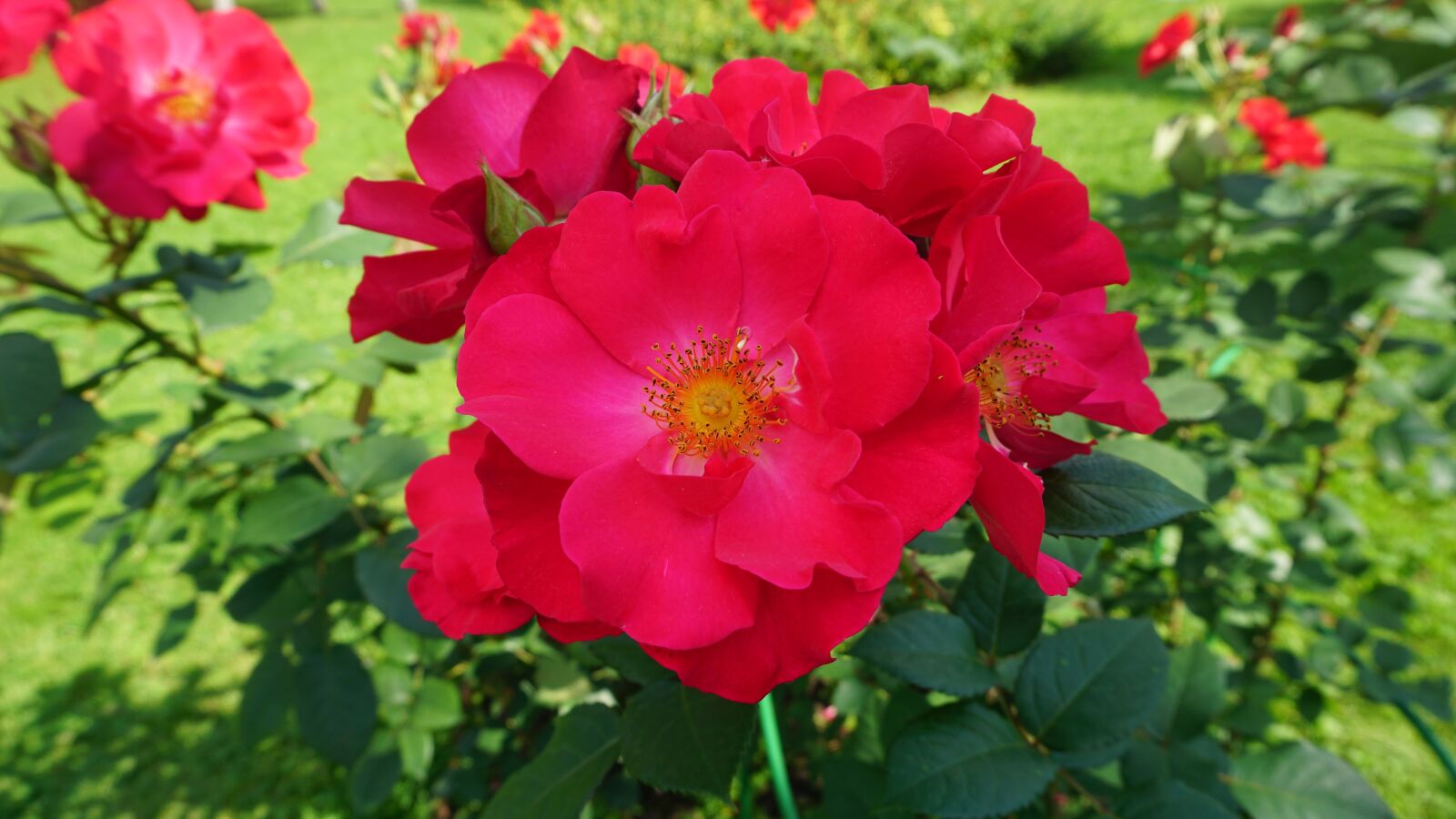 Sony a6000 sample photo. Red, flowers, grass photography