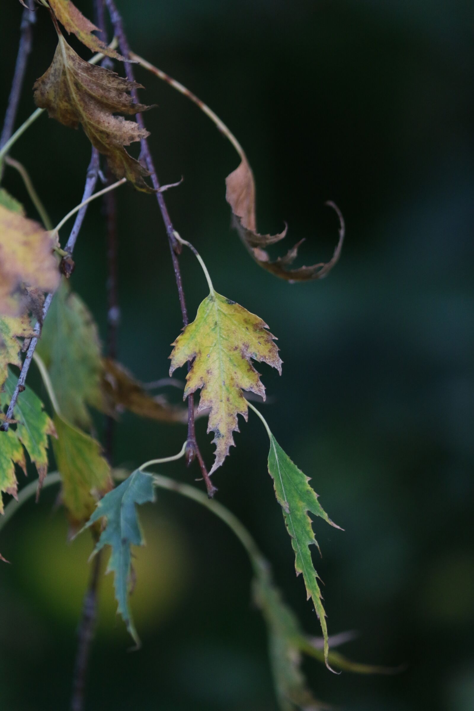 Canon EOS 70D sample photo. Birch, leaves, fall photography